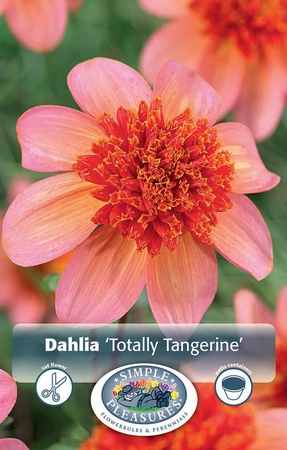 Dahlia Totally Tangerine | 12 pce