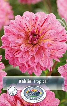 Dahlia Tropical | 12 pce