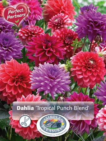 Dahlia Tropical Punch Blend | Capper 5 x 16