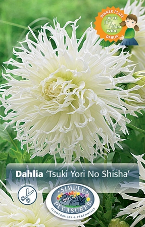 Dahlia Tsuki Yori No Shisha | 24 pce