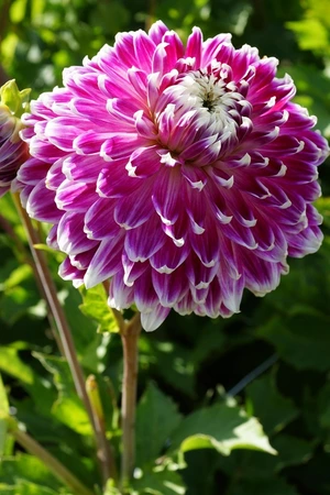 Dahlia Vancouver