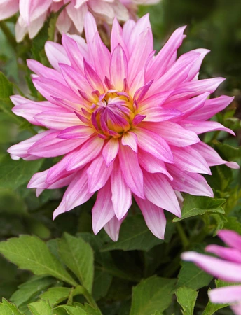 Dahlia Vanessa