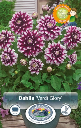 Dahlia Verdi Glory | 12 pce