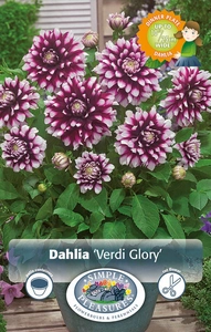 Dahlia Verdi Glory | 12 pce