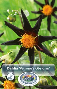 Dahlia Verrone's Obsidan | 12 pce