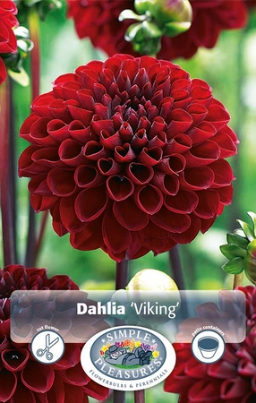 Dahlia Viking | 12 pce