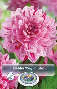 Dahlia Way of Life | 12 pce