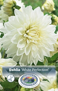 Dahlia White Perfection | 12 pce