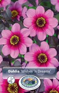 Dahlia Wishes 'n Dreams | 12 pce