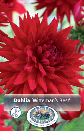 Dahlia Witteman's Best | 12 pce