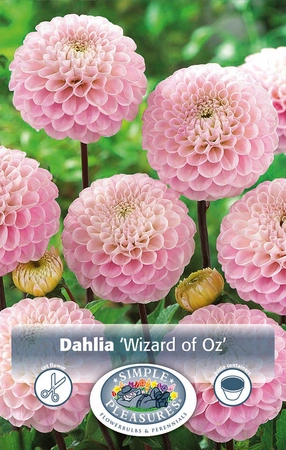 Dahlia Wizard of Oz | 12 pce