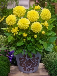 Dahlia Yellow Glory