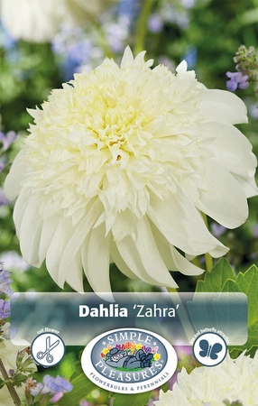 Dahlia Zahra | 12 pce