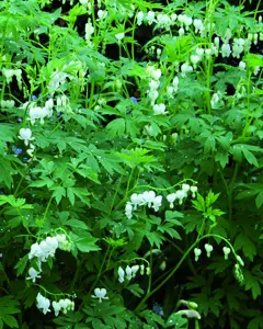 Dicentra Alba | 75 pce