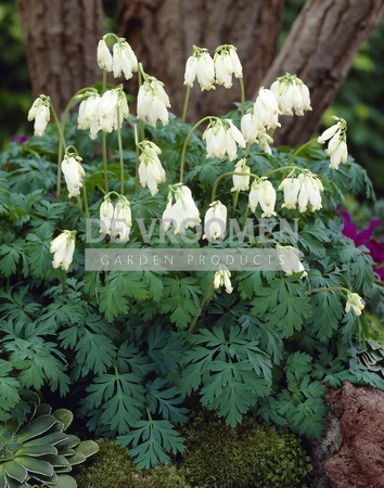 Dicentra Aurora (formosa)