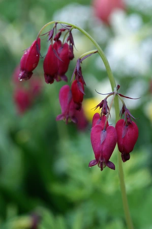 Dicentra Bacchanal