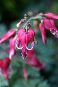 Dicentra Burning Hearts PBR