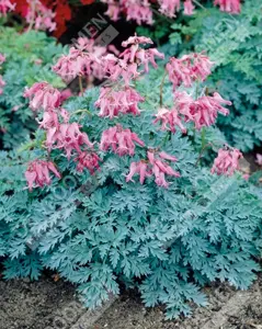 Dicentra Candy Hearts Pbr | 150 pce