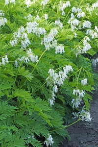 Dicentra eximia Alba