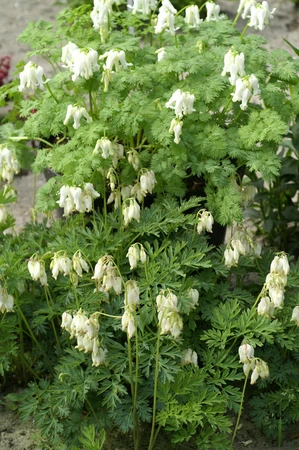 Dicentra Ivory Hearts