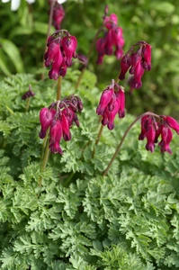 Dicentra King of Hearts