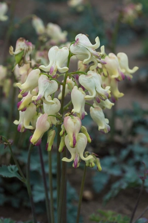 Dicentra Love Hearts PBR