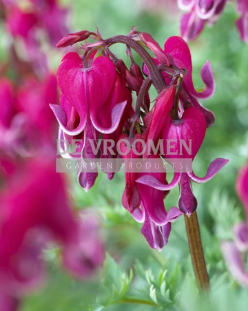 Dicentra Red Fountain PBR