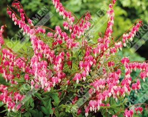 Dicentra Spectabilis