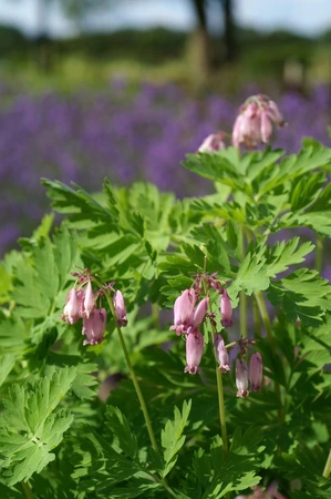 Dicentra Spring Gold