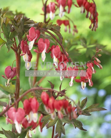 Dicentra Valentine PBR