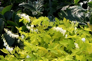 Dicentra White Gold PBR