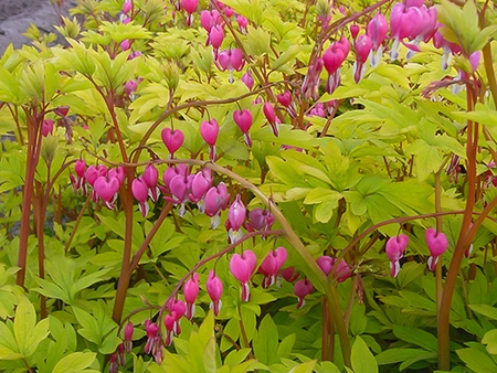 Dicentra Yellow Leaf