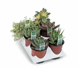 Display  Premium Succulent | 304 Pce - image 3