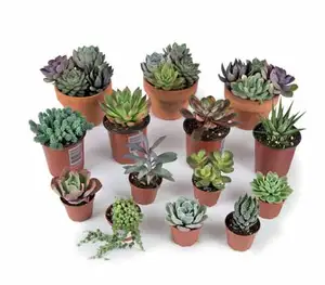 Display  Premium Succulent | 304 Pce - image 2