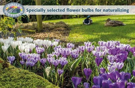 Display Specially selected flower bulbs for naturalizing