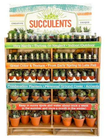 Display Succulent Collection A | 384 Pce