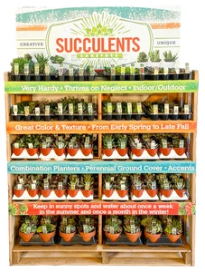 Display Succulent Collection B | 432 Pce