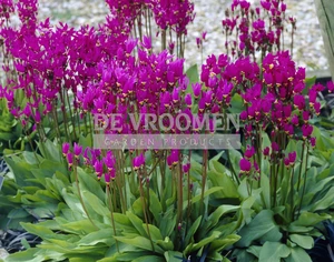 Dodecatheon Meadia