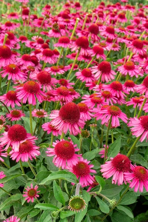 Echinacea Delicious Candy PBR