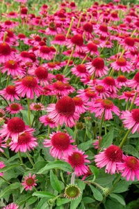 Echinacea Delicious Candy PBR | 200 pce