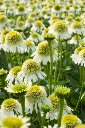 Echinacea Delicious Nougat PBR