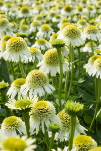 Echinacea Delicious Nougat PBR