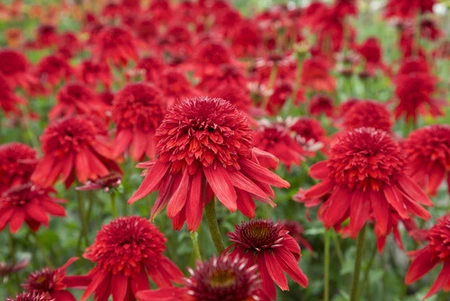 Echinacea Eccentric PBR