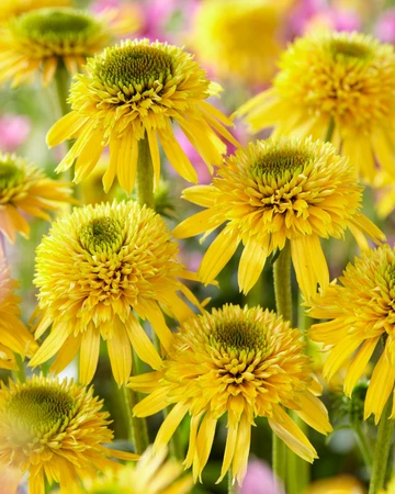 Echinacea Eccentric Yellow PBR