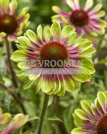 Echinacea Green Twister