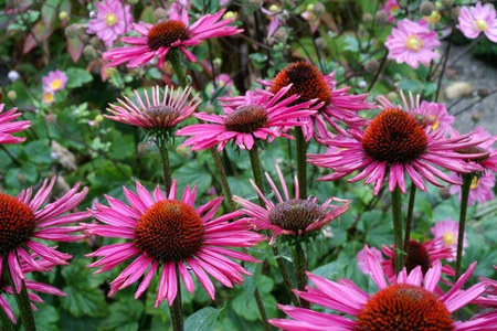 Echinacea Pica Bella