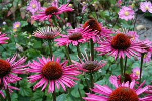 Echinacea Pica Bella