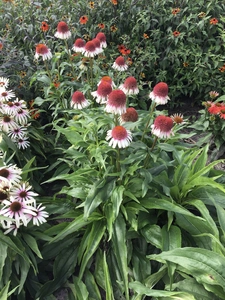 Echinacea Strawberry and Cream PBR