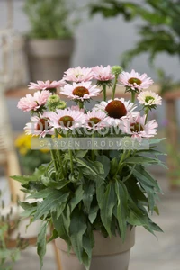 Echinacea Sunseekers Salmon PBR | 200 pce