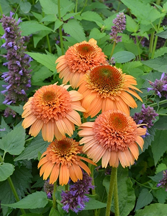 Echinacea Supreme Cantaloupe